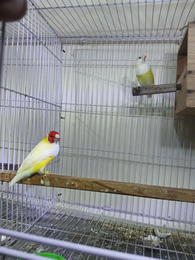 Lutino Goldian breeder pair — photo 3