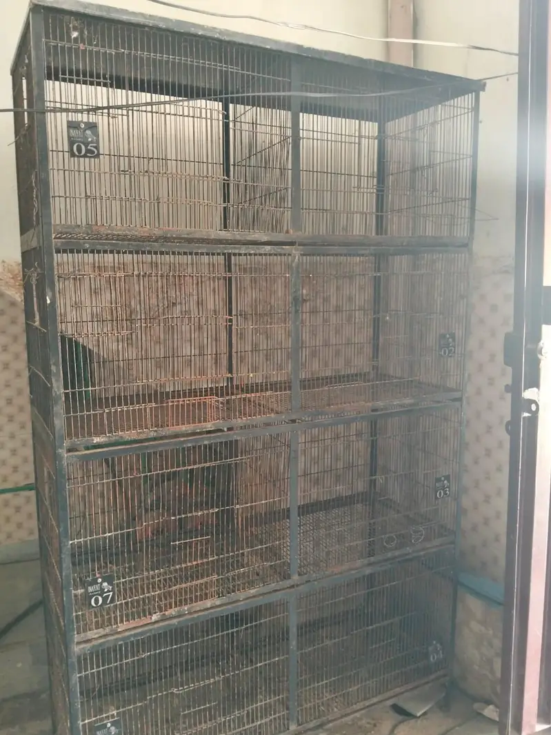 birds cage