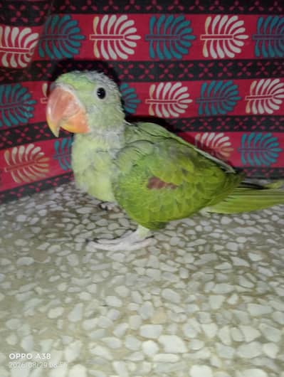 Kashmari jomboo size chik possible lutino