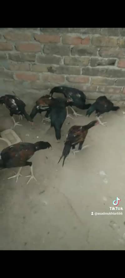 Selling hens and murghay