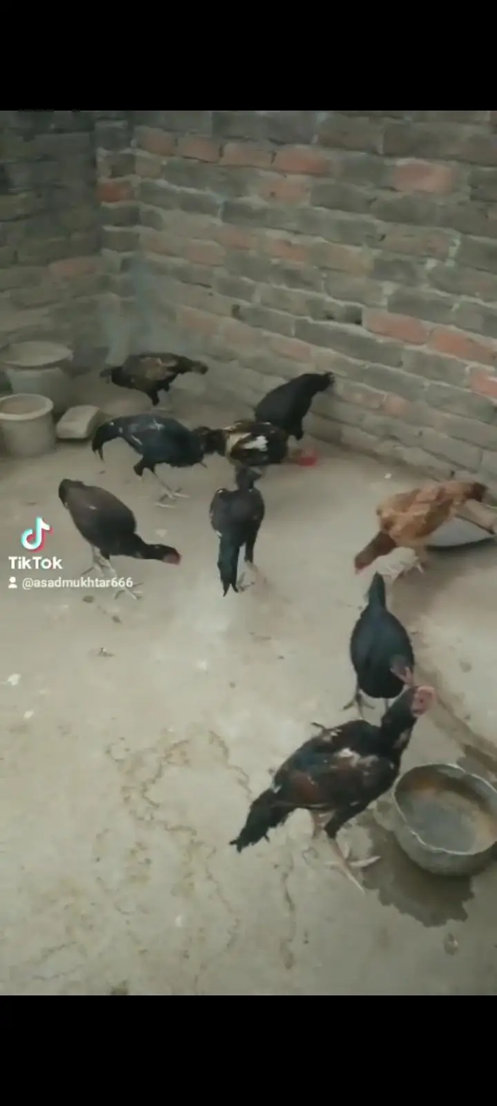 Selling hens and murghay — photo 2