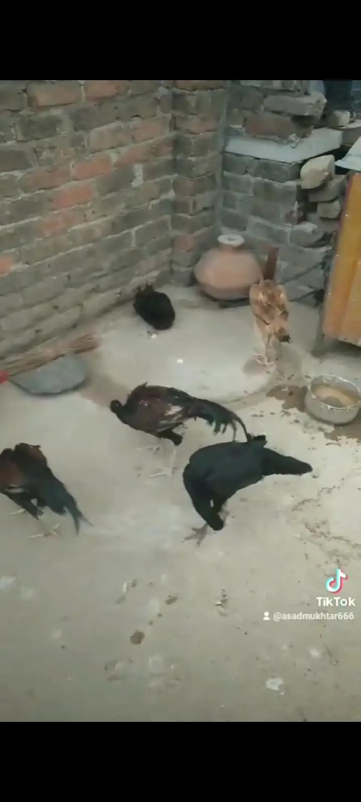 Selling hens and murghay — photo 3