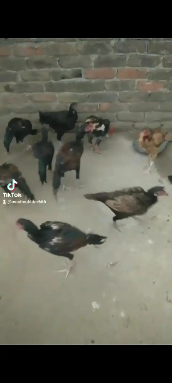 Selling hens and murghay — photo 4