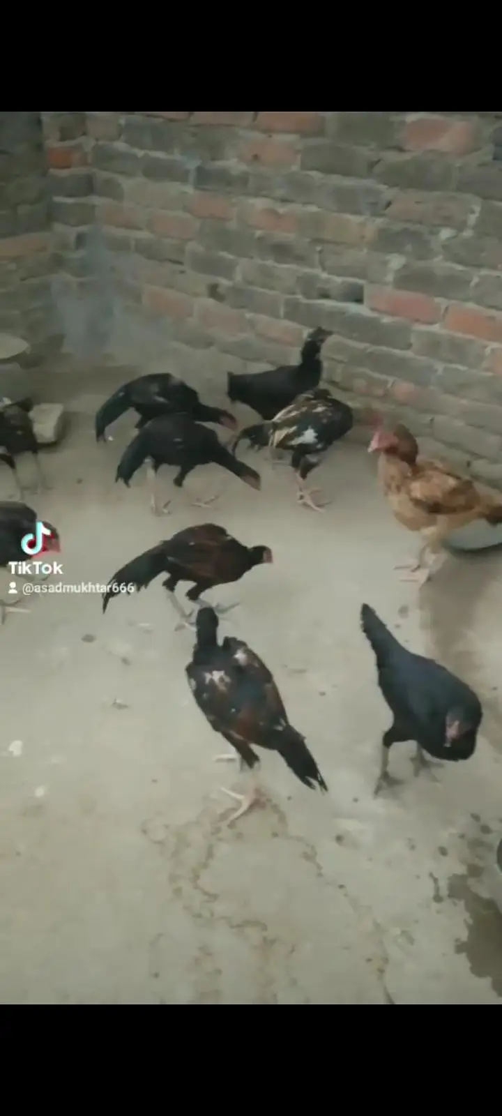 Selling hens and murghay — photo 5