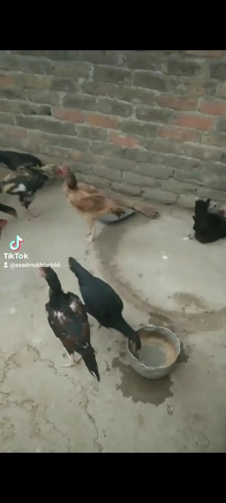 Selling hens and murghay — photo 8