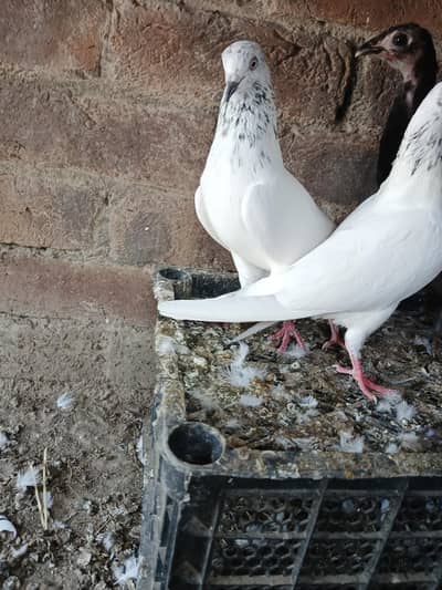 health and active Achay kabtoor hay breeder pair hay