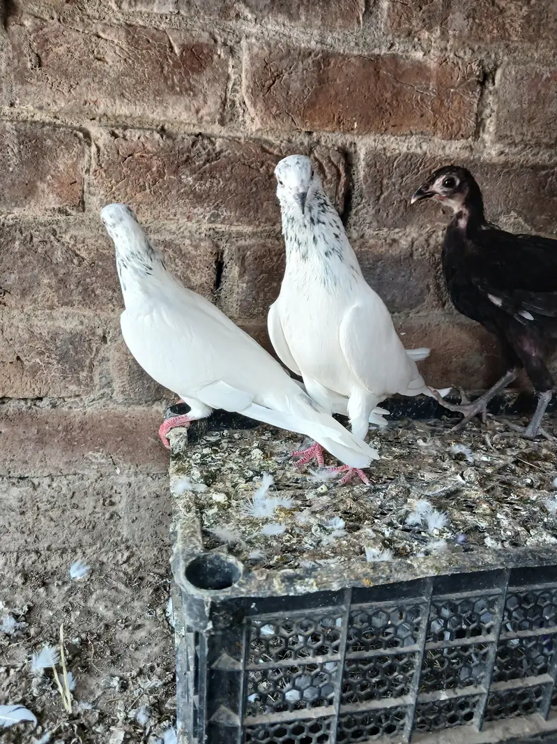 health and active Achay kabtoor hay breeder pair hay — photo 2