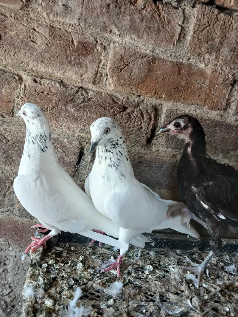 health and active Achay kabtoor hay breeder pair hay — photo 3