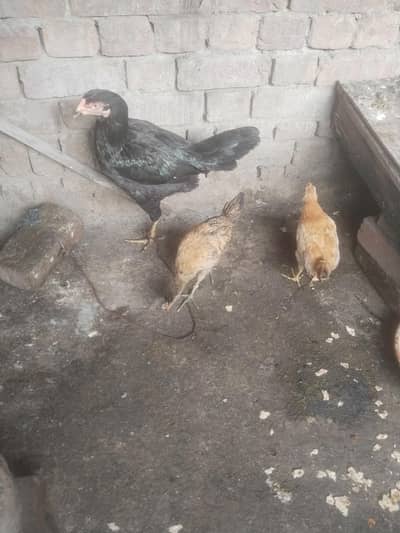 on hen assel 2 dasie chkas 1 female rabta