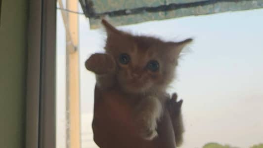 FREE Persian kitties