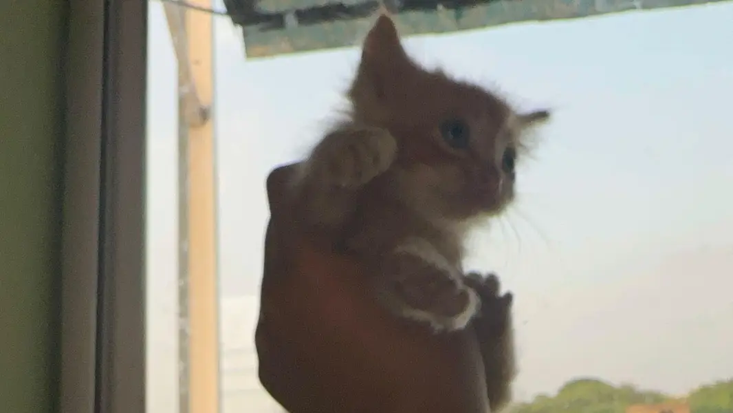 FREE Persian kitties — photo 2