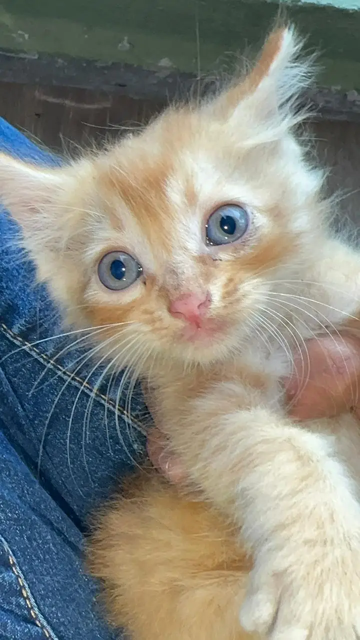 FREE Persian kitties — photo 3