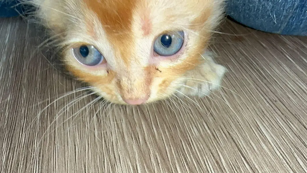 FREE Persian kitties — photo 4