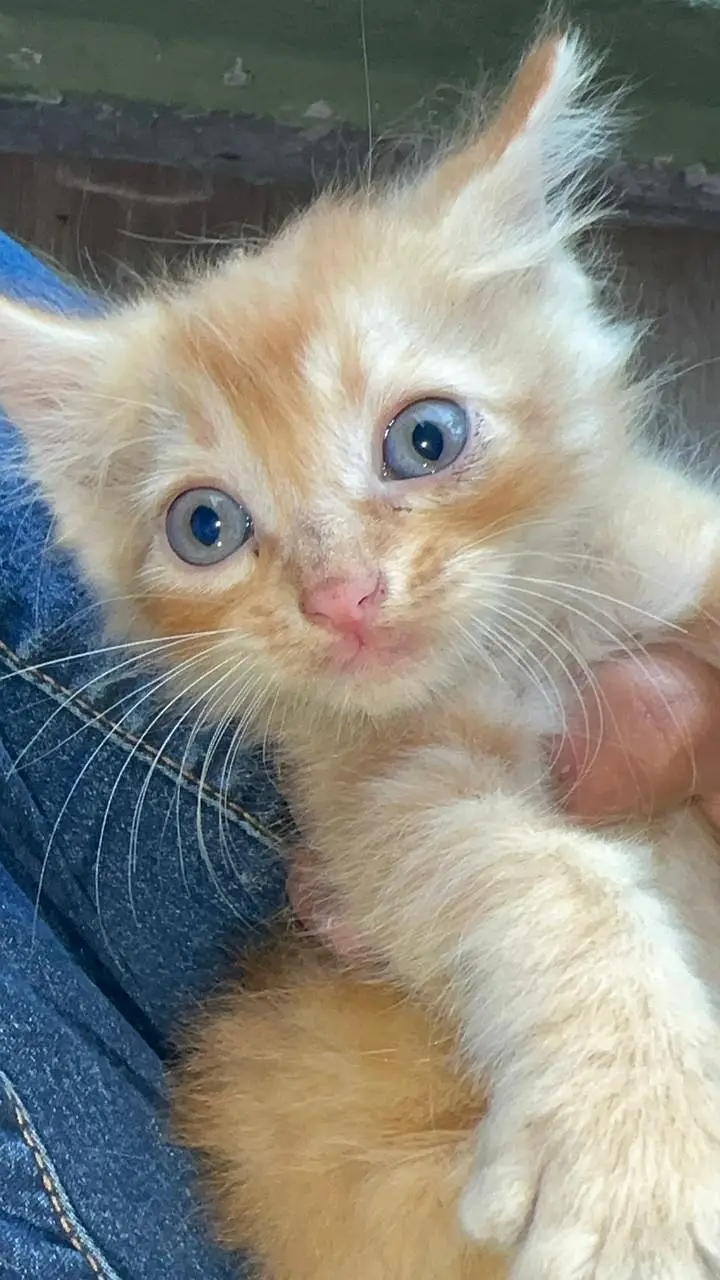 FREE Persian kitties — photo 6