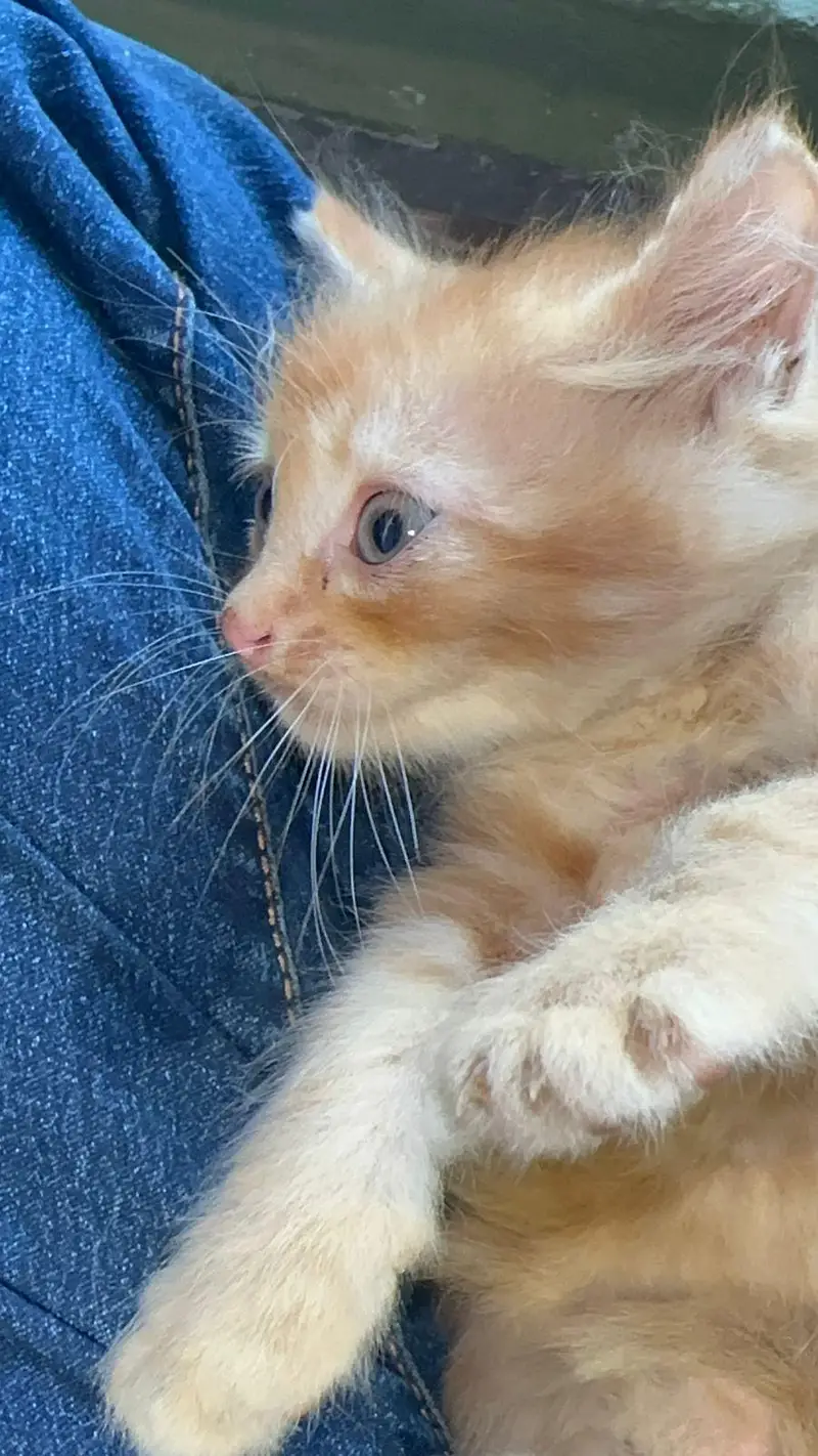 FREE Persian kitties — photo 7