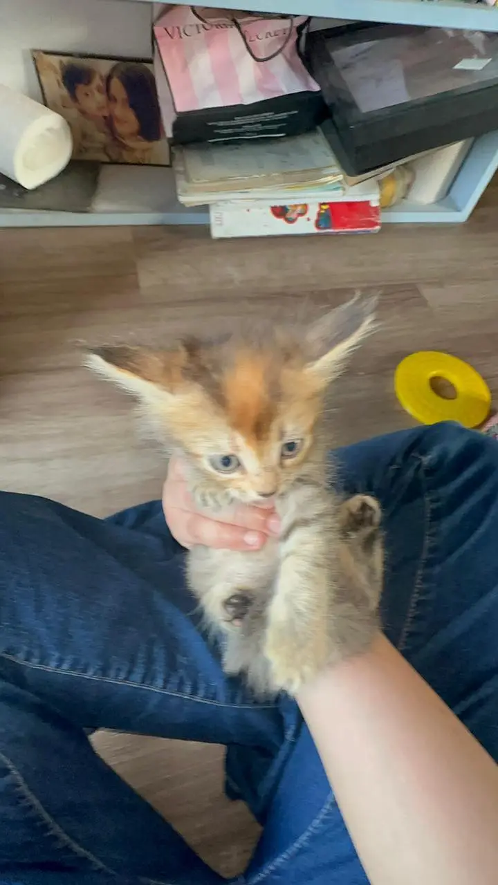 FREE Persian kitties — photo 8