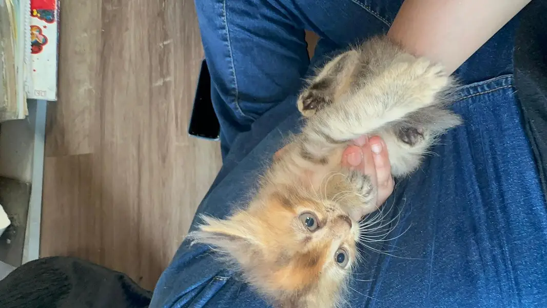 FREE Persian kitties — photo 9