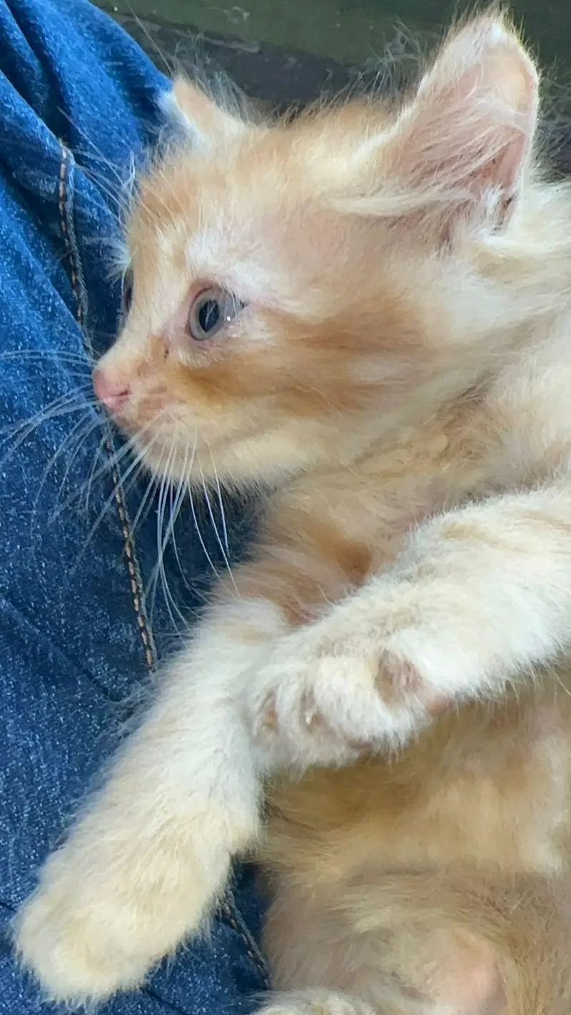 FREE Persian kitties — photo 10