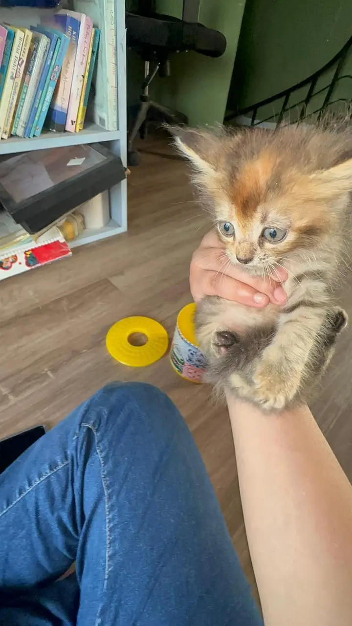 FREE Persian kitties — photo 11