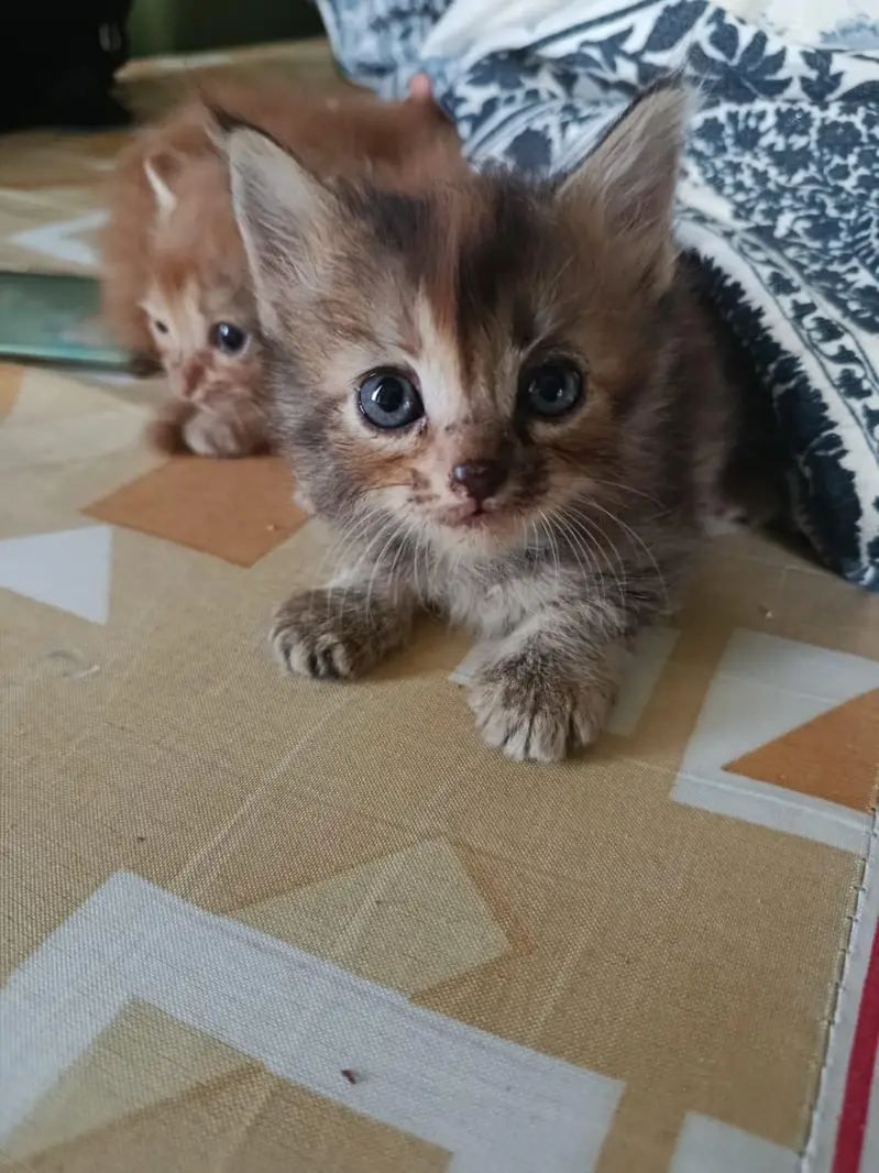 FREE Persian kitties — photo 12