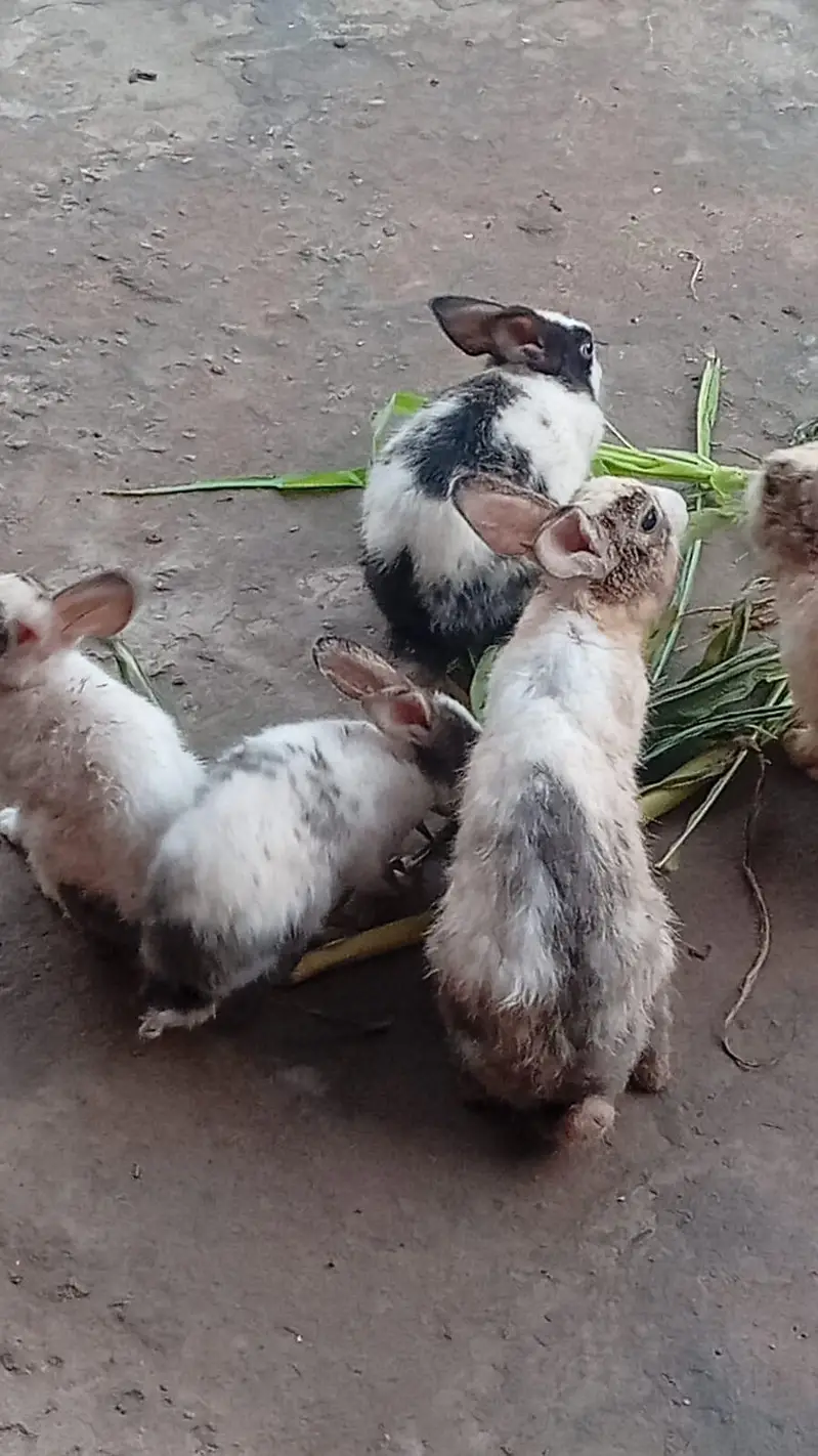 Pure Desi Rabbits — photo 2