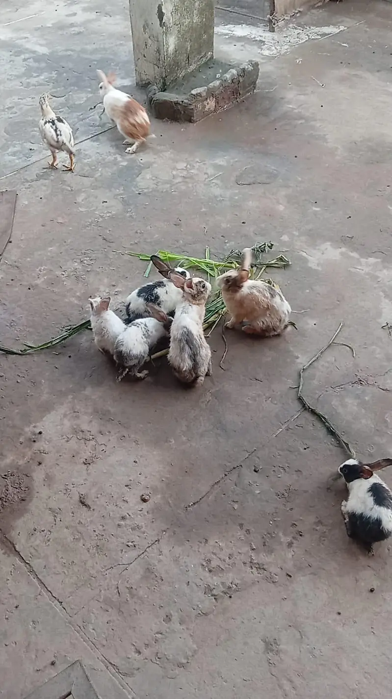 Pure Desi Rabbits — photo 3