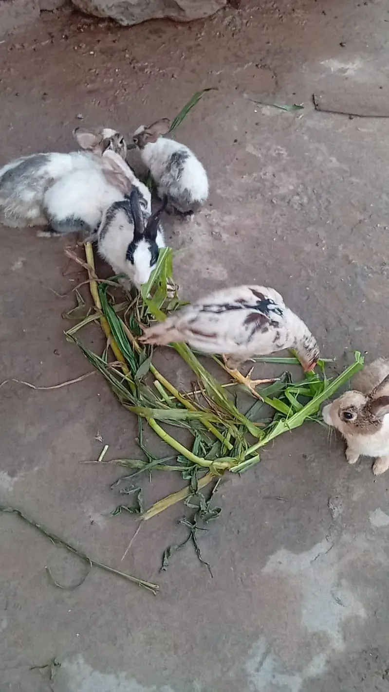 Pure Desi Rabbits — photo 4