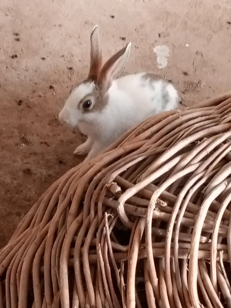 Pure Desi Rabbits — photo 5
