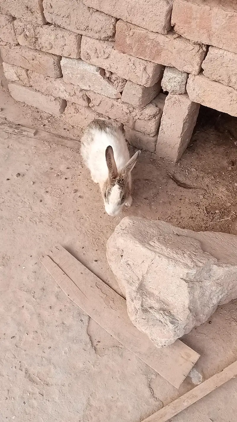 Pure Desi Rabbits — photo 6