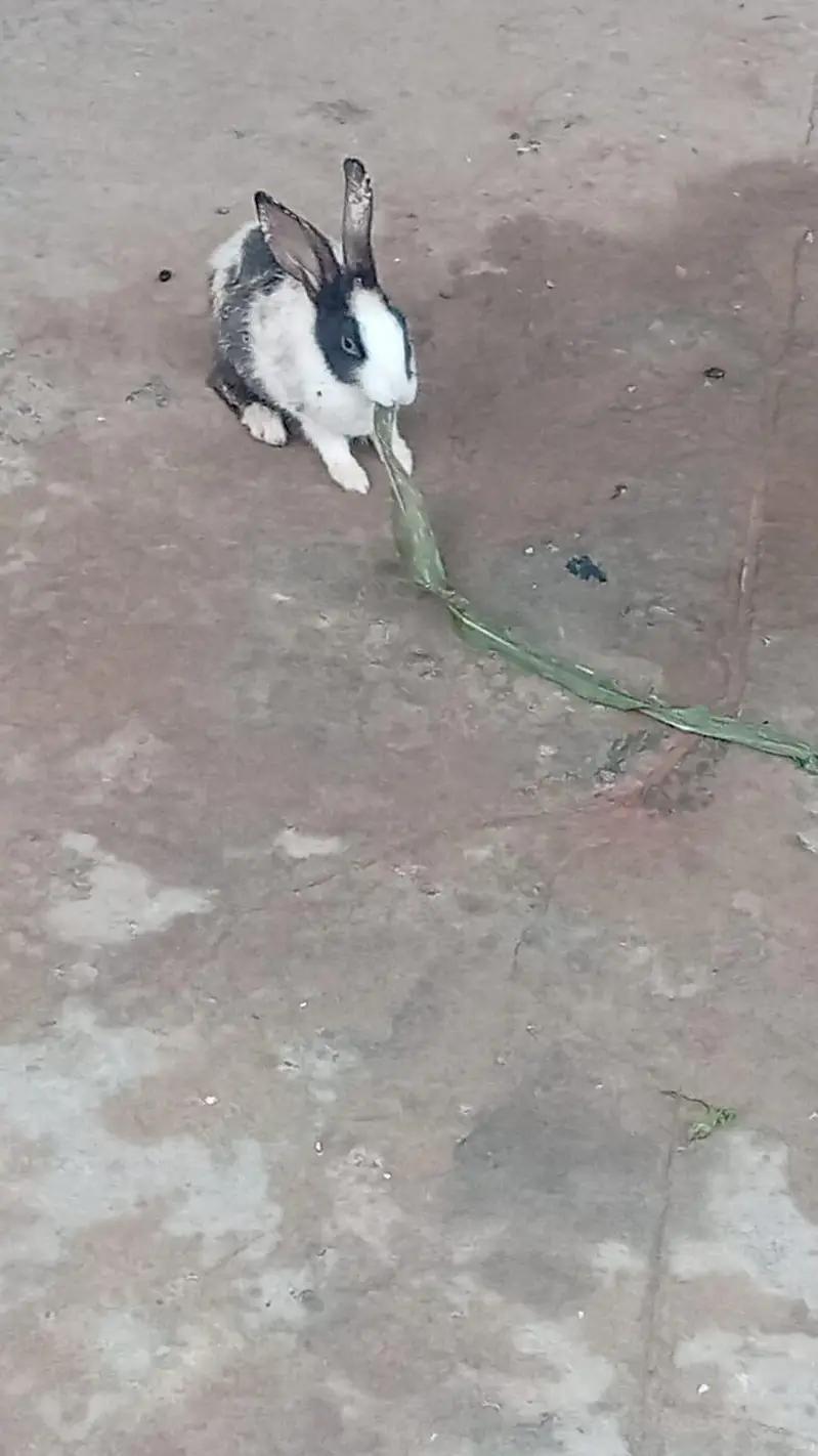 Pure Desi Rabbits — photo 7