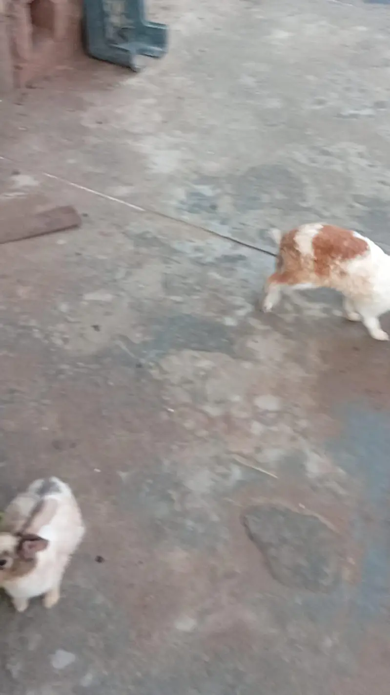 Pure Desi Rabbits — photo 8