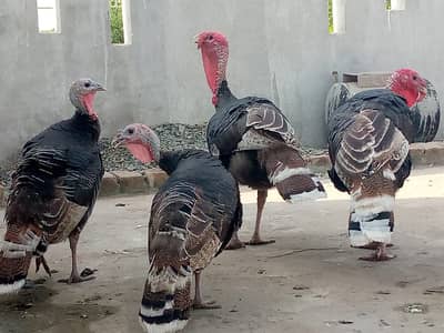 turkey hen 02 pair for sale