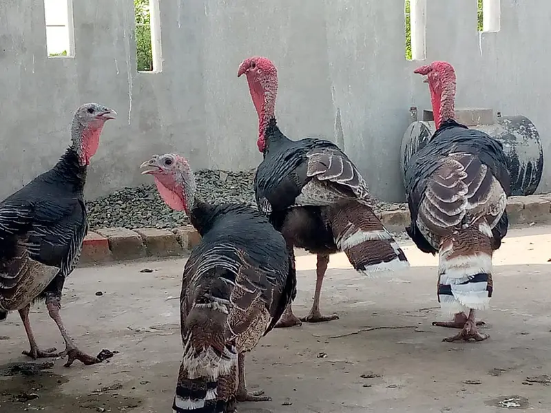 turkey hen 02 pair for sale — photo 2
