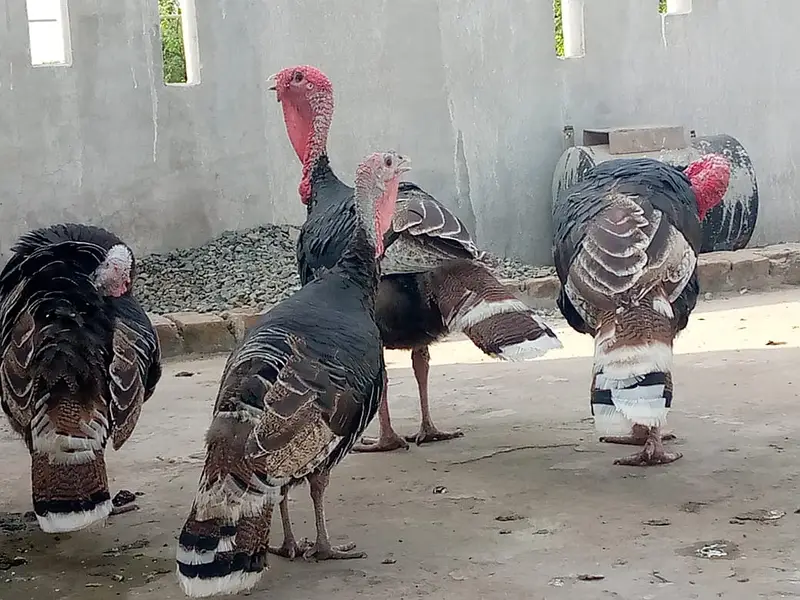 turkey hen 02 pair for sale — photo 3