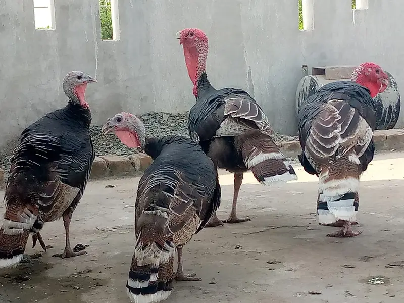 turkey hen 02 pair for sale — photo 4