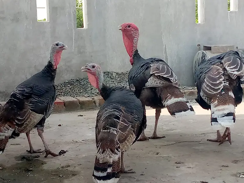 turkey hen 02 pair for sale — photo 5