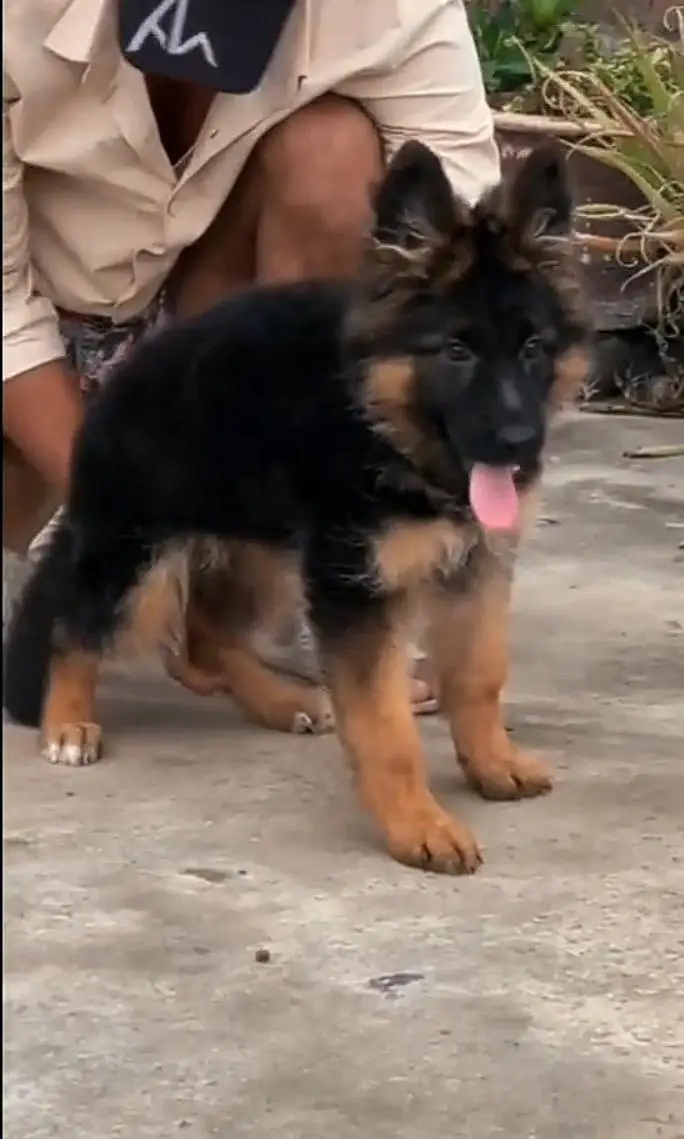 German Shepherd long coat puppies for sale my WhatsApp 03484362527 — photo 3