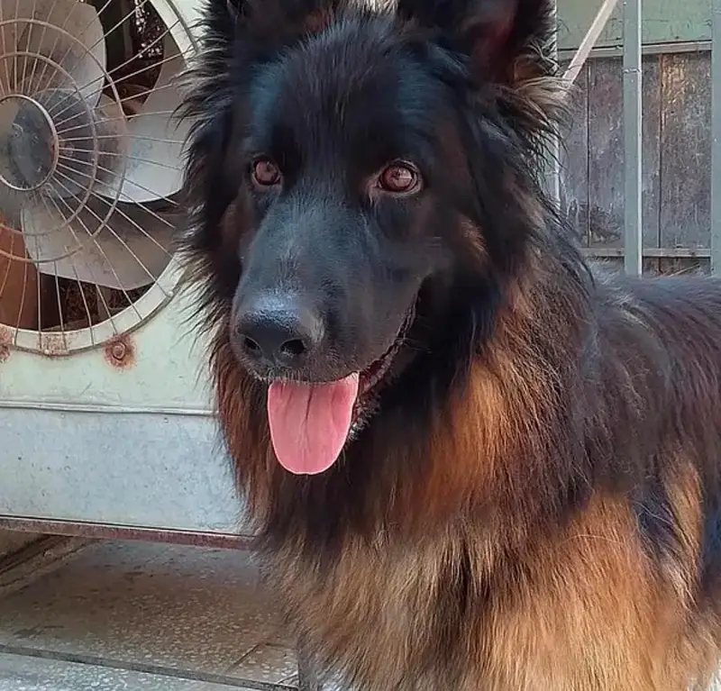 German Shepherd mail for urgent sale WhatsApp 0327,9583582