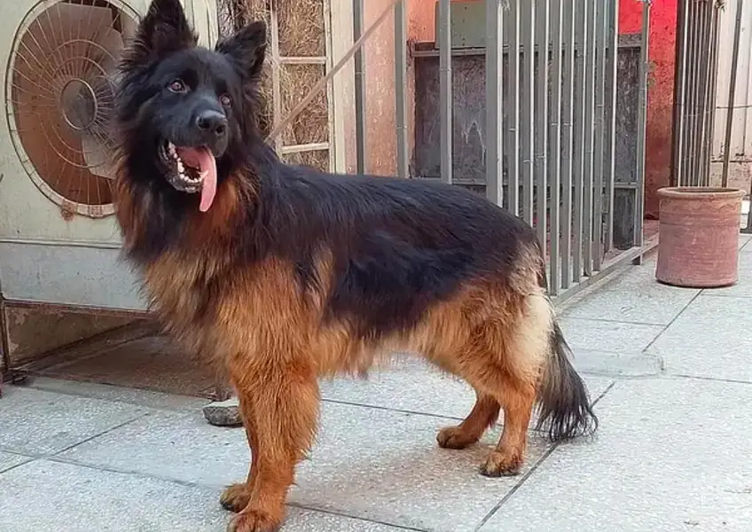 German Shepherd mail for urgent sale WhatsApp 0327,9583582 — photo 2