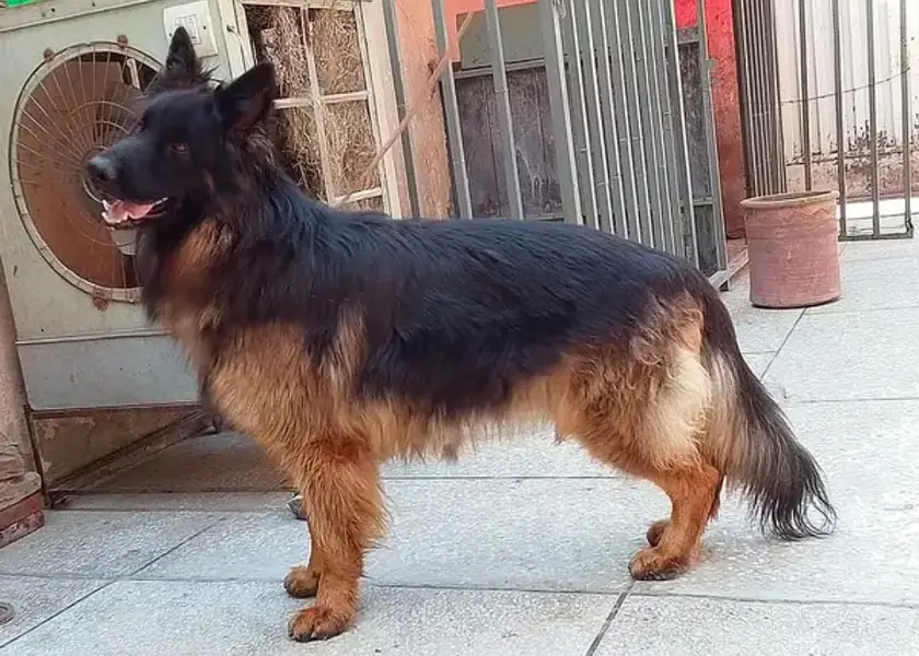 German Shepherd mail for urgent sale WhatsApp 0327,9583582 — photo 3