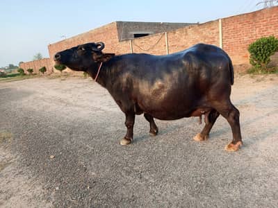 گبھن بھینس برائے فروخت