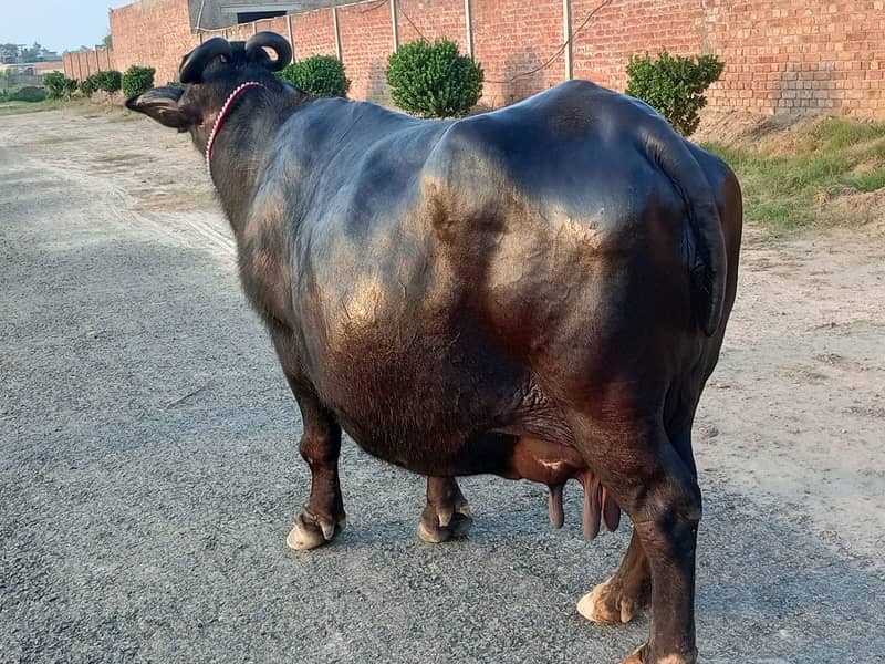 گبھن بھینس برائے فروخت 1