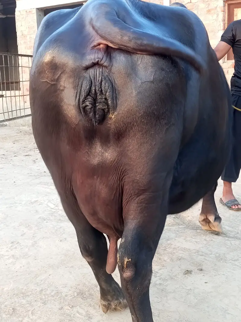 گبھن بھینس برائے فروخت — photo 4