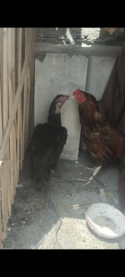ghr ka jora murga mianwali ka murgi Thai