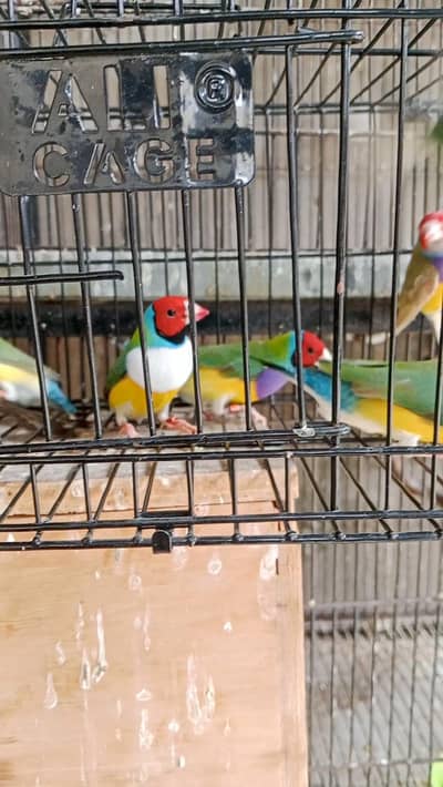 finches