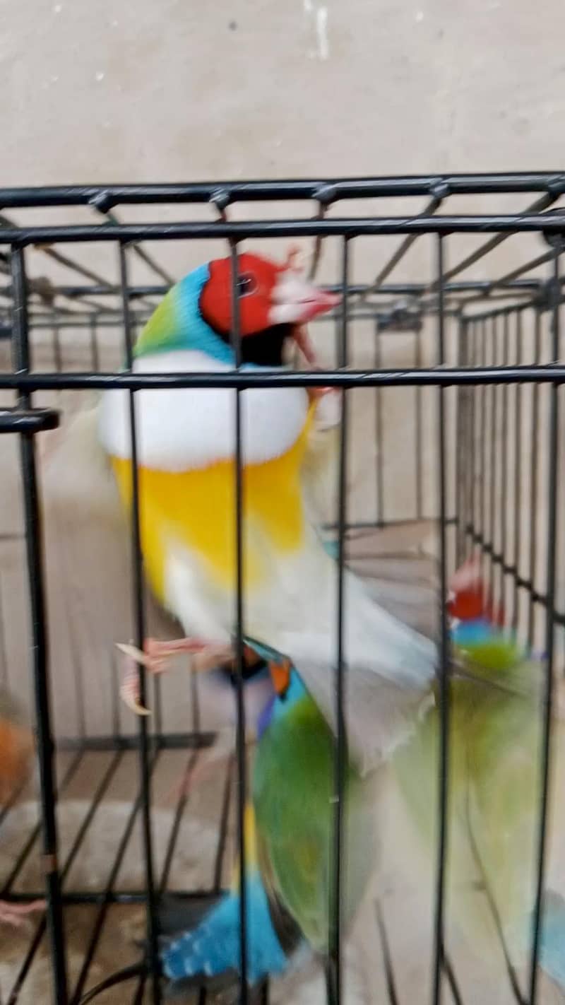 finches 1