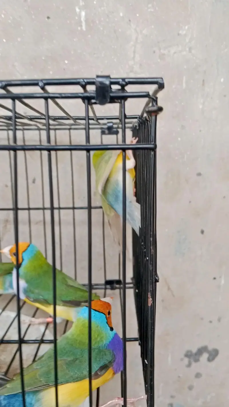 finches — photo 3