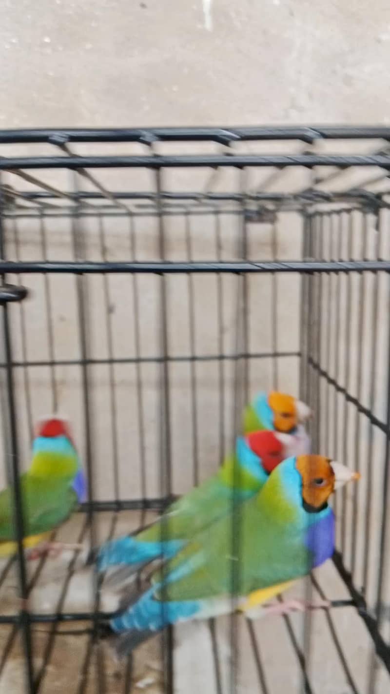 finches 3