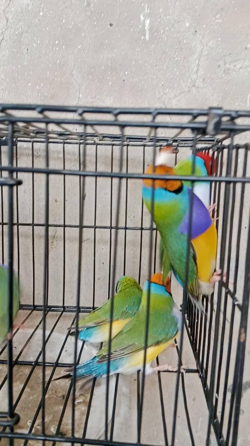 finches 4