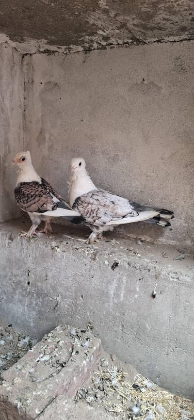 Sentient pair 6 kali  or mukhi breeder pair